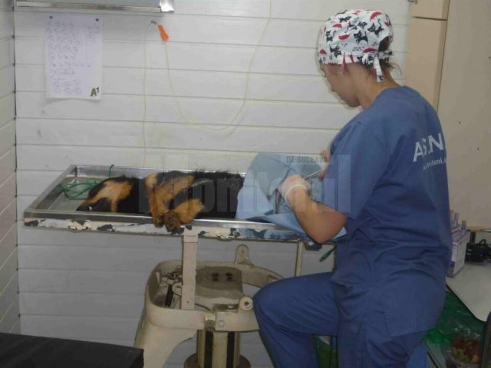Campania de sterilizare gratuită a câinilor și pisicilor cu sau fără stăpân