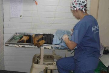 Campania de sterilizare gratuită a câinilor și pisicilor cu sau fără stăpân