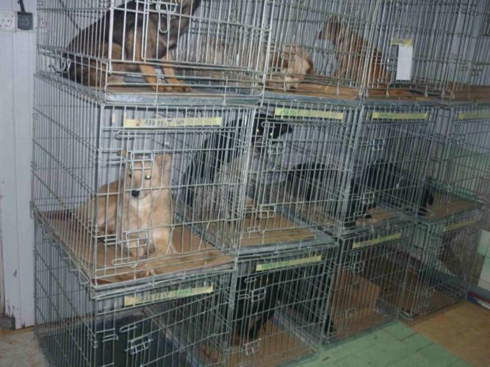 Câini aduși de suceveni pentru a fi sterilizați gratuit