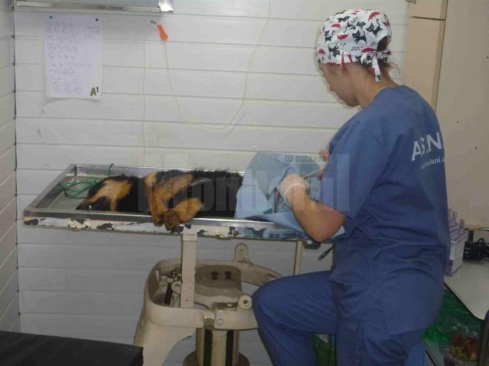 Operații de sterilizare gratuită, efectuate de medicii organizației Romania Animal Rescue Operații de sterilizare gratuită, efectuate de medicii organizației Romania Animal Rescue