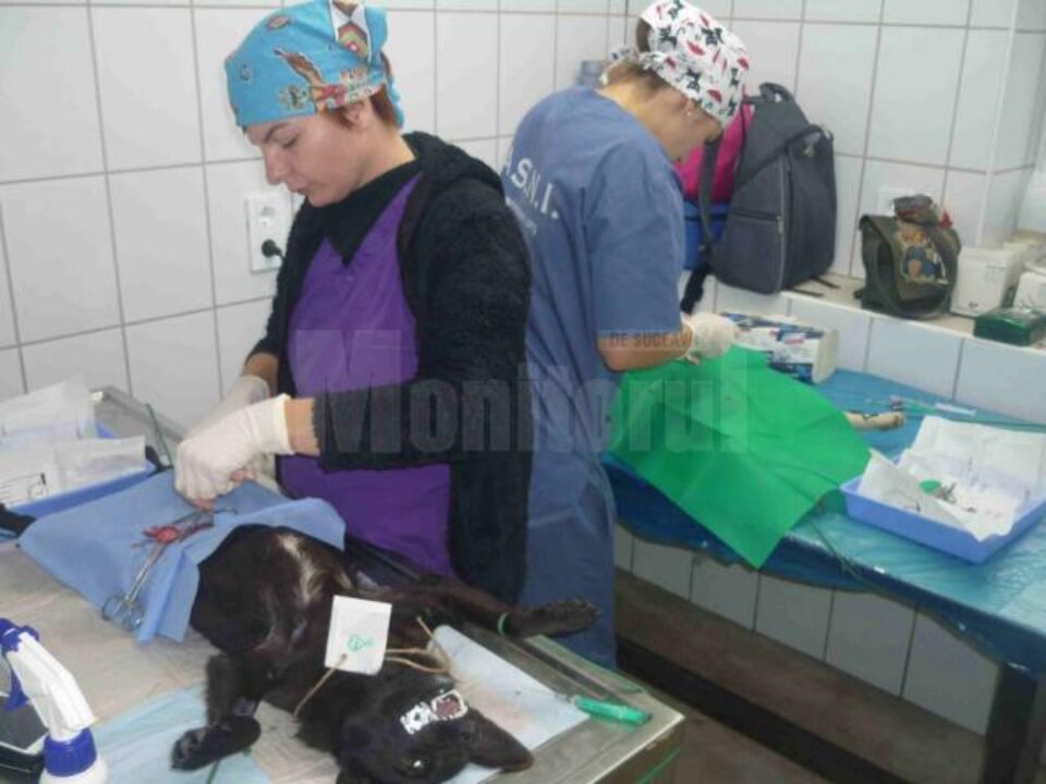 Câini aduși de suceveni pentru a fi sterilizați gratuit