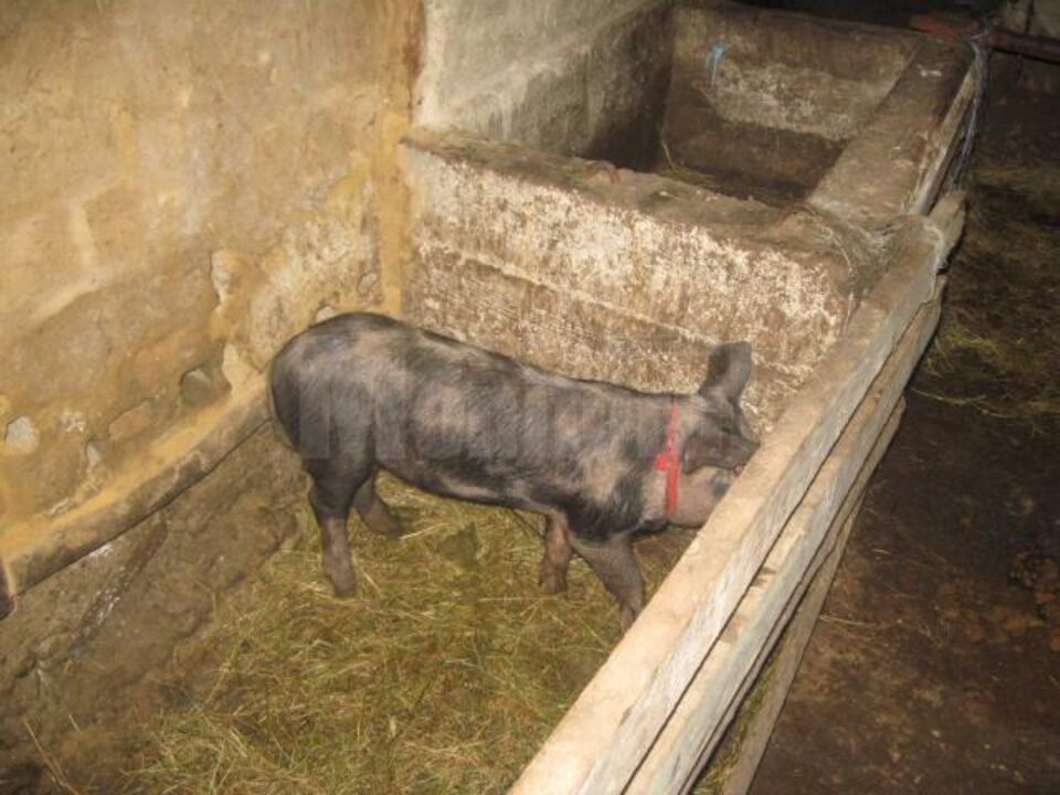 Porcul vinovat era ieri în coteț, la locul lui