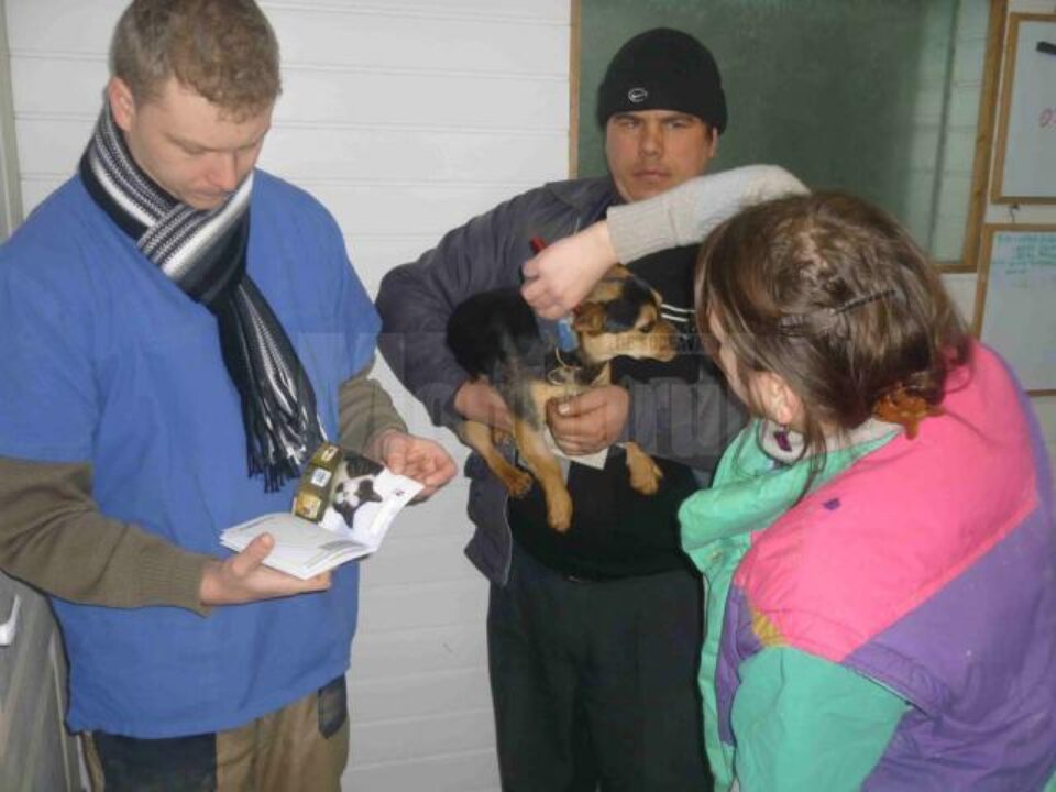 În numai patru zile au fost sterilizați aproape 250 de câini și 70 de pisici