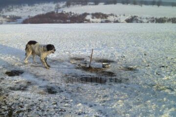 În această perioadă, multe stâne au fost abandonate, iar câinii au rămas legați și fără adăpost