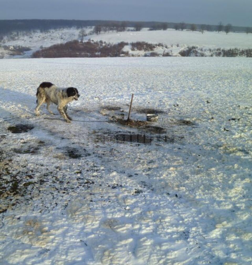 În această perioadă, multe stâne au fost abandonate, iar câinii au rămas legați și fără adăpost În această perioadă, multe stâne au fost abandonate, iar câinii au rămas legați și fără adăpost