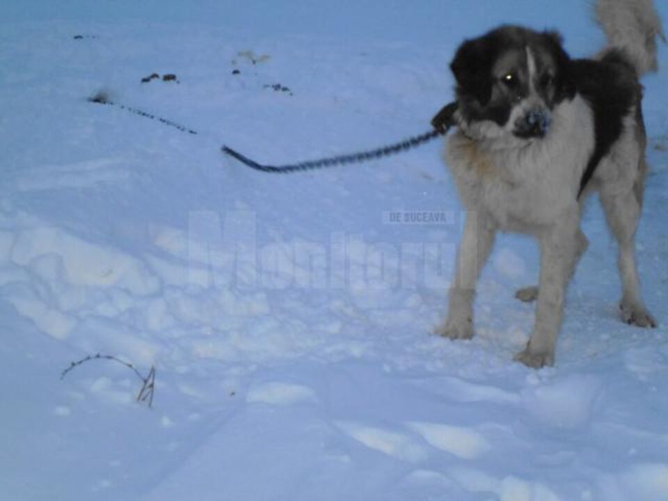 În această perioadă, multe stâne au fost abandonate, iar câinii au rămas legați și fără adăpost