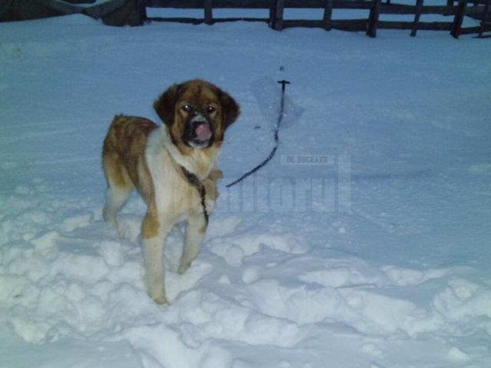 În această perioadă, multe stâne au fost abandonate, iar câinii au rămas legați și fără adăpost