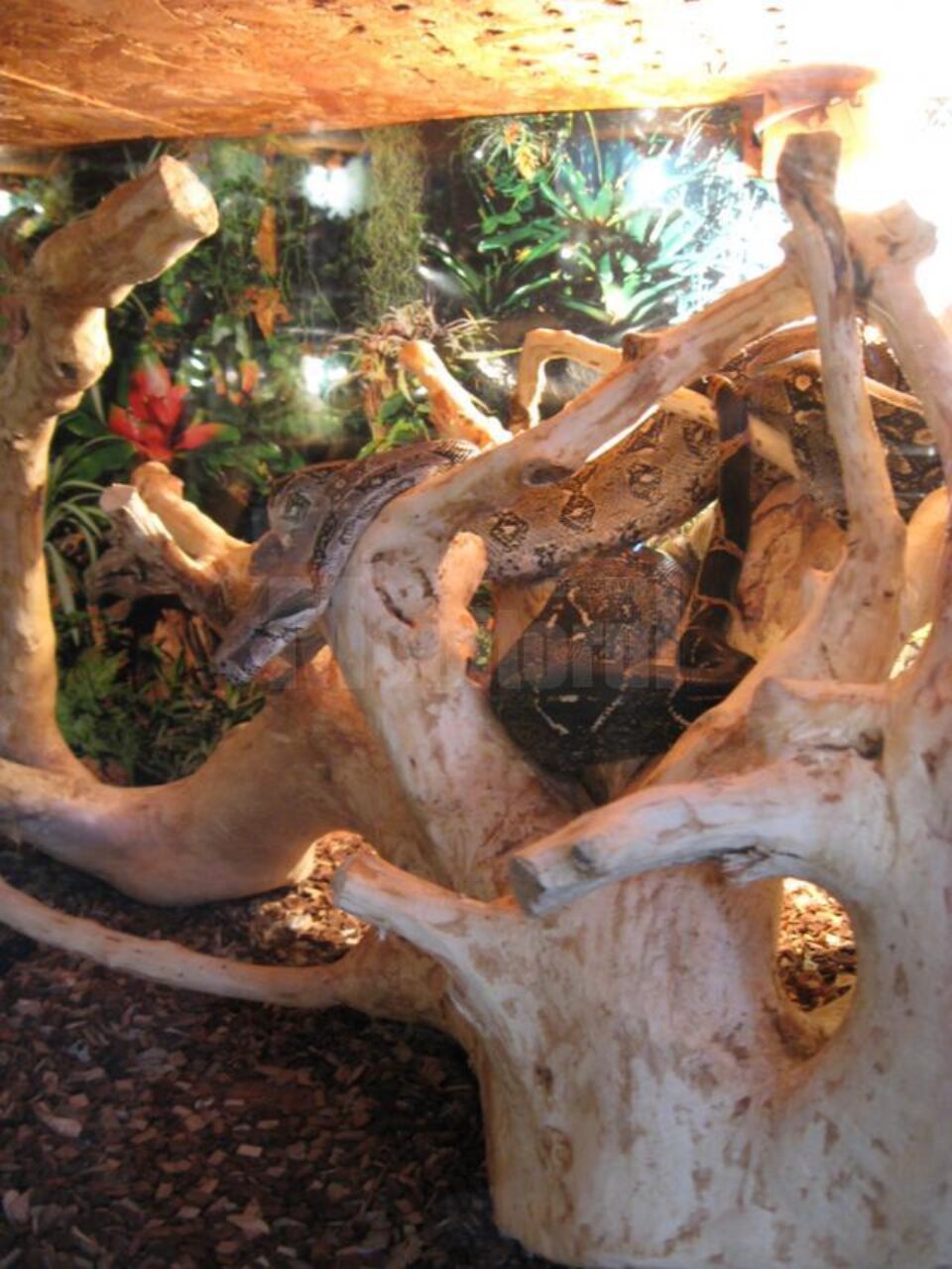 Reptile vii