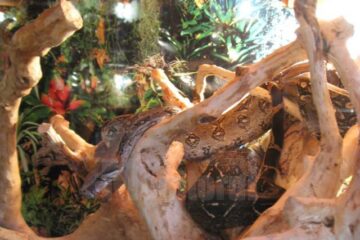Reptile vii