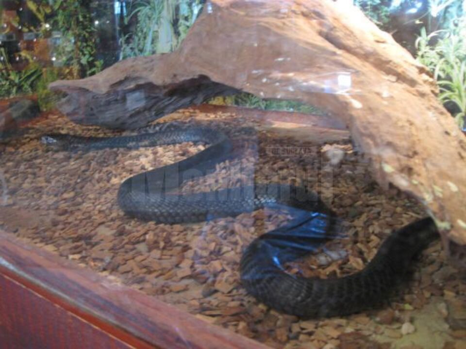Expoziție de reptile la Muzeul de Științele Naturii Suceava