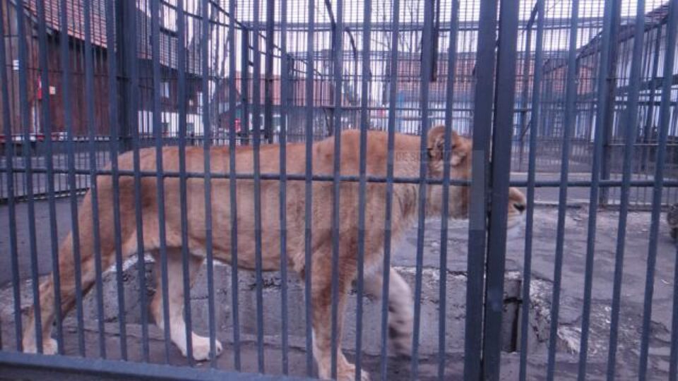 Leoaica de la Parcul Zoo Rădăuți care a atacat-o pe adolescenta de 15 ani