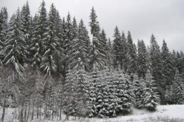 Fondul forestier de stat s-a redus cu 17% în zece ani