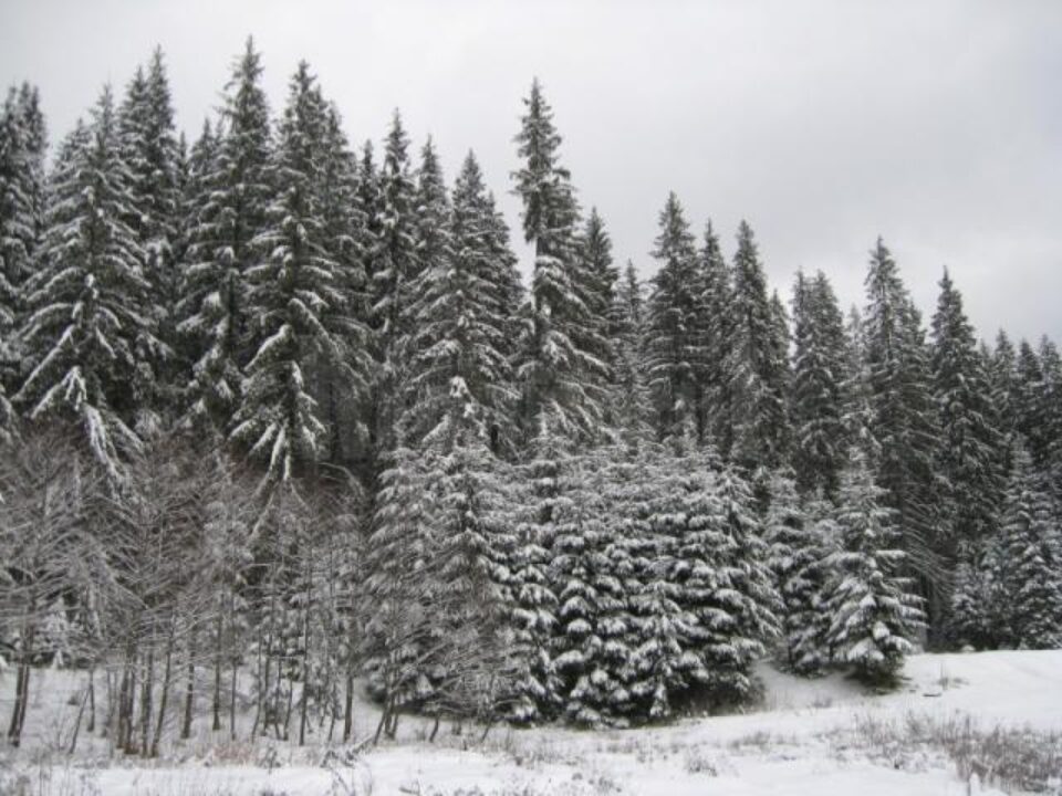 Fondul forestier de stat s-a redus cu 17% în zece ani