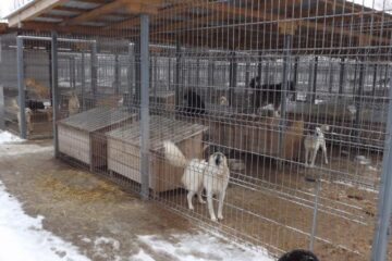 De la 1 martie 2014 câinii care nu vor fi adoptați pot fi eutanasiați după 14 zile de la cazarea acestora în adăposturi