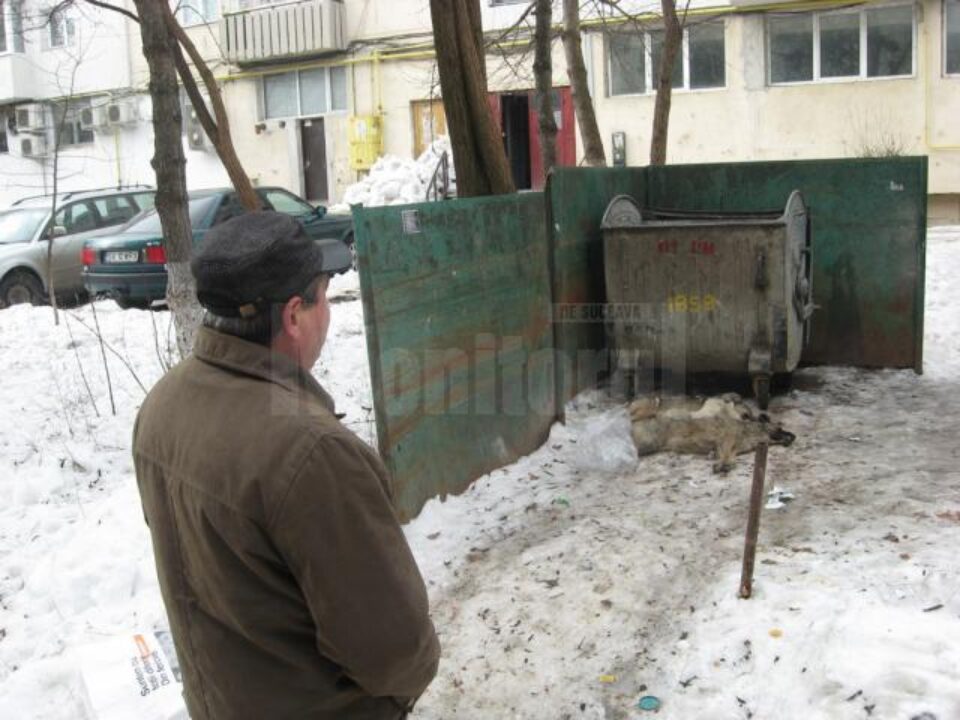„Unii le dau mâncare, alții îi otrăvesc, asta e realitatea”, spun locatarii din zonă