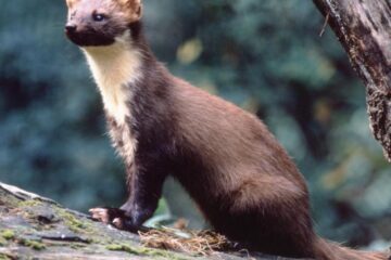 Jder Foto: medienjagd.test.newsroom.de/