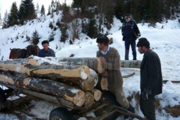 Căruță încărcată cu lemne