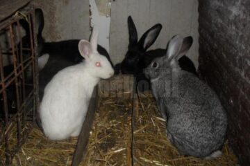 A reclamat că i s-au furat șase iepuri, cândva în ultimele două luni