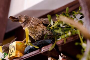Tombola, care a cuprins 152 de obiecte, a fost una dintre „piesele de rezistență” ale petrecerii