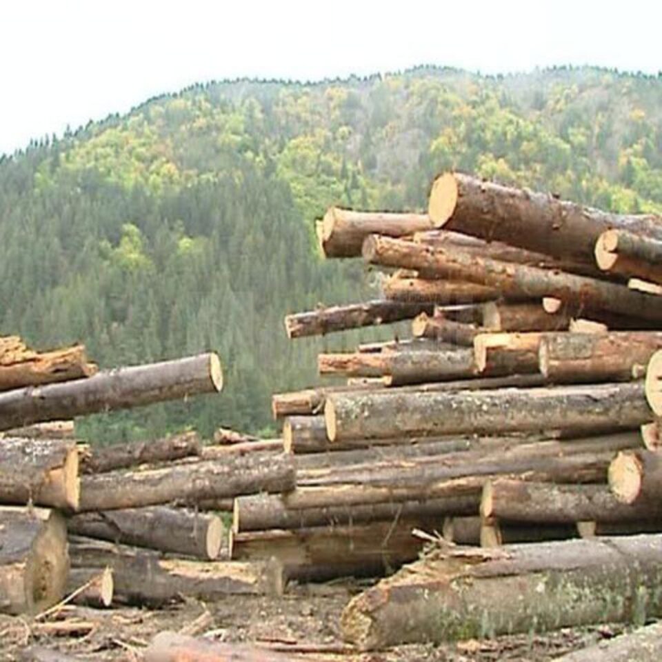 Bărbat surprins de polițiști în timp ce tăia copaci