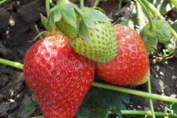 Direcția Agricolă organizează seminarii despre căpșuni, arbuști fructiferi și produse tradiționale