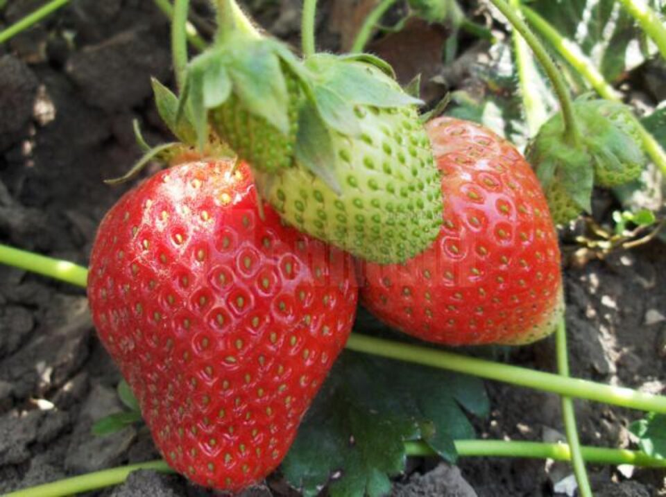 Direcția Agricolă organizează seminarii despre căpșuni, arbuști fructiferi și produse tradiționale