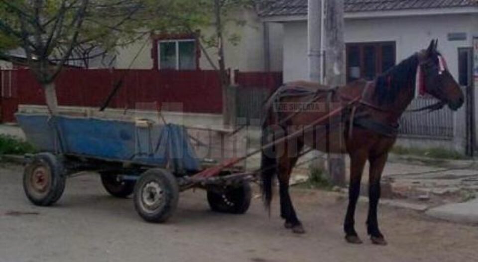 Atelaj hipo tras de un cal