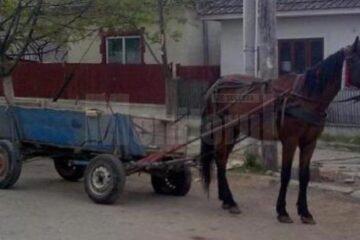 Atelaj hipo tras de un cal