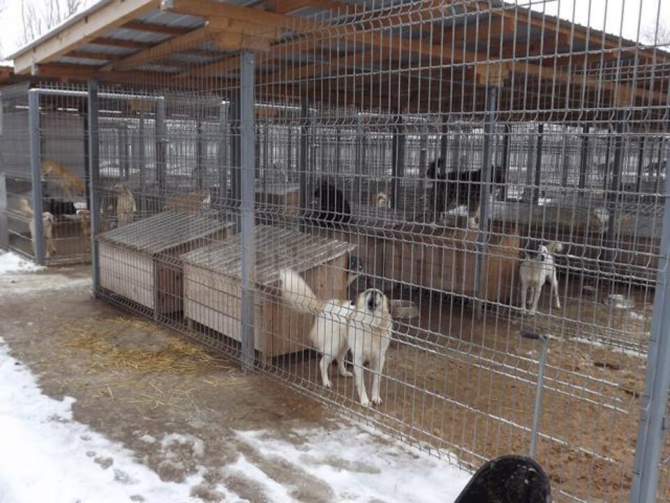 Eutanasierea câinilor fără stăpân, permisă de lege începând de astăzi