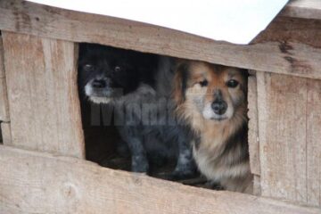 Decizia de eutanasiere poate fi luată după expirarea unui termen de 14 zile lucrătoare de la cazarea câinilor în adăposturi