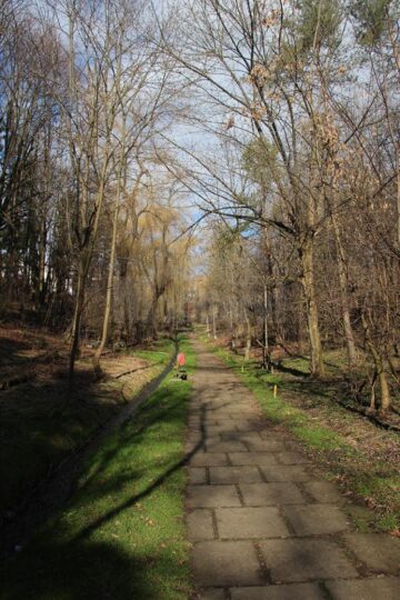 Parcul Șipote, după acțiunea de curățenie a Direcției Silvice Suceava