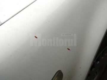 Două familii din Stroiești reclamă că ferestrele, rufele puse la uscat, folia de pe straturile cu răsad și mașinile sunt stropite cu fecale
