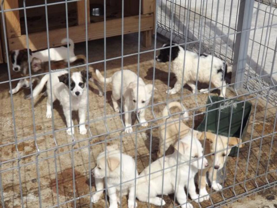18,5 tone de hrană uscată pentru câini, donată de voluntari germani, pentru adăpostul din lunca Sucevei