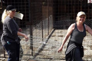 18,5 tone de hrană uscată pentru câini, donată de voluntari germani, pentru adăpostul din lunca Sucevei