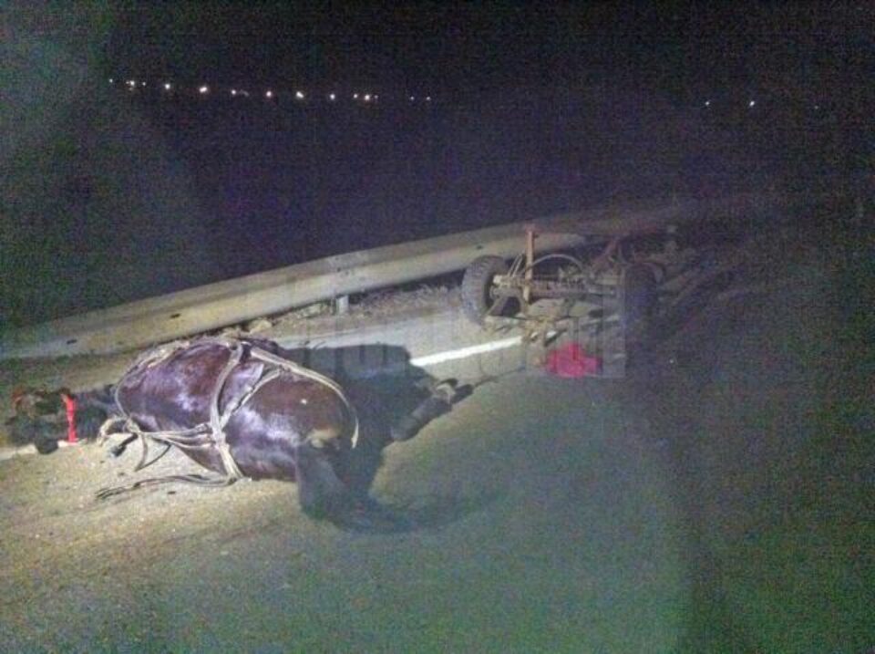 Unul dintre caii de la căruță a murit în urma accidentului