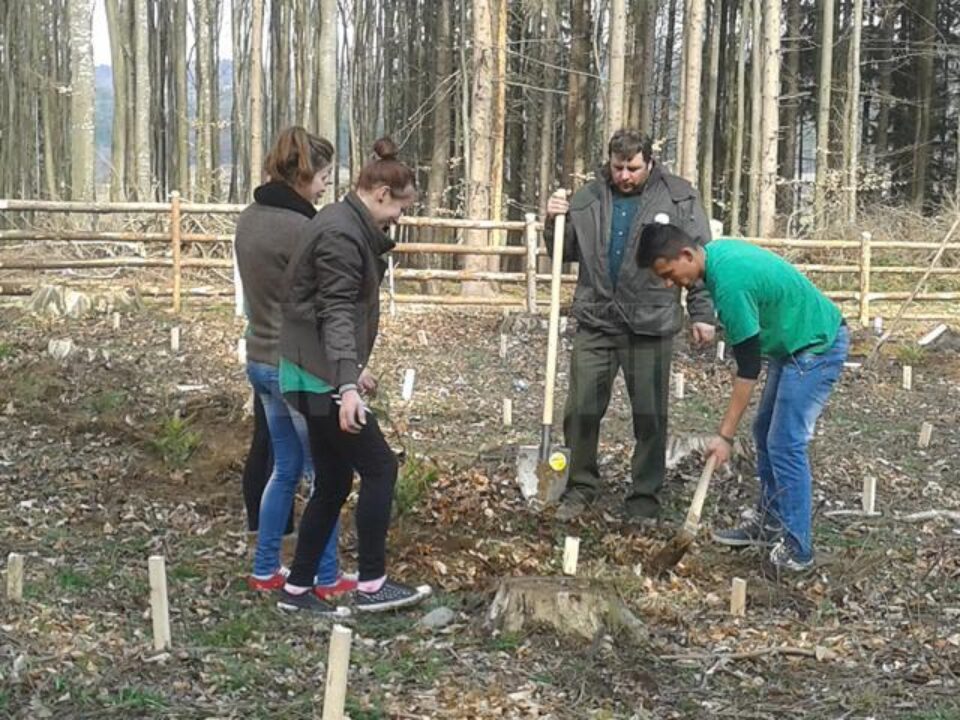 Acțiune de plantare de puieți de brad și molid, pe raza Ocolului Silvic Râșca