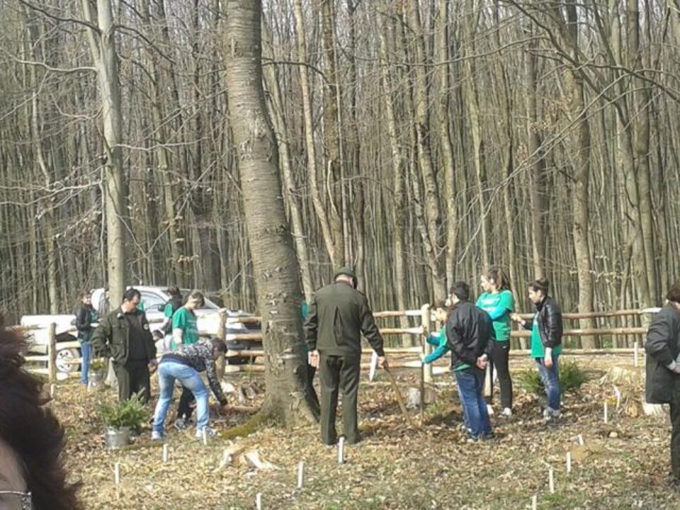 Acțiune de plantare de puieți de brad și molid, pe raza Ocolului Silvic Râșca