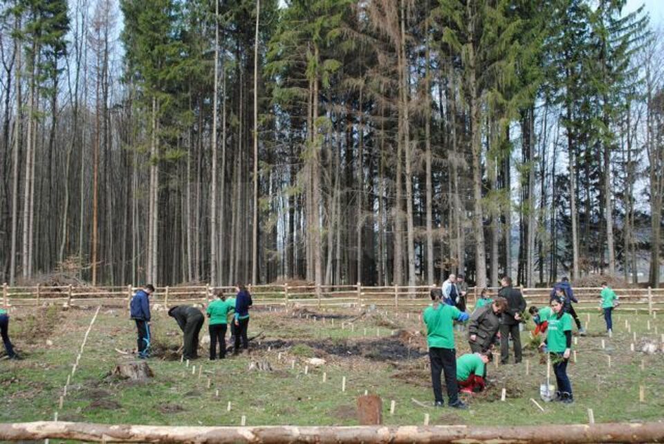 Acțiune de plantare de puieți de brad și molid, pe raza Ocolului Silvic Râșca
