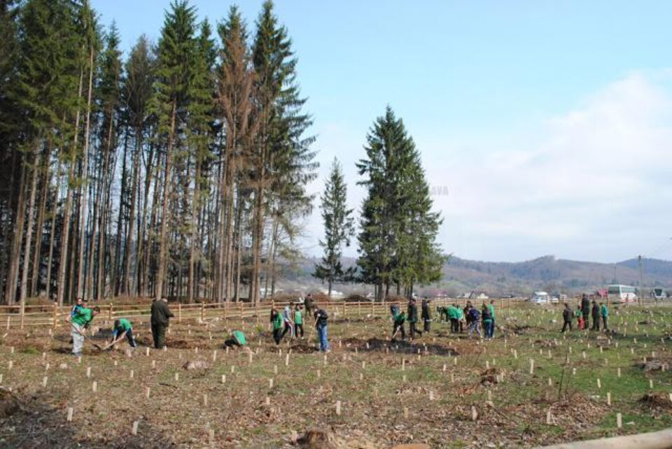 Acțiune de plantare de puieți de brad și molid, pe raza Ocolului Silvic Râșca