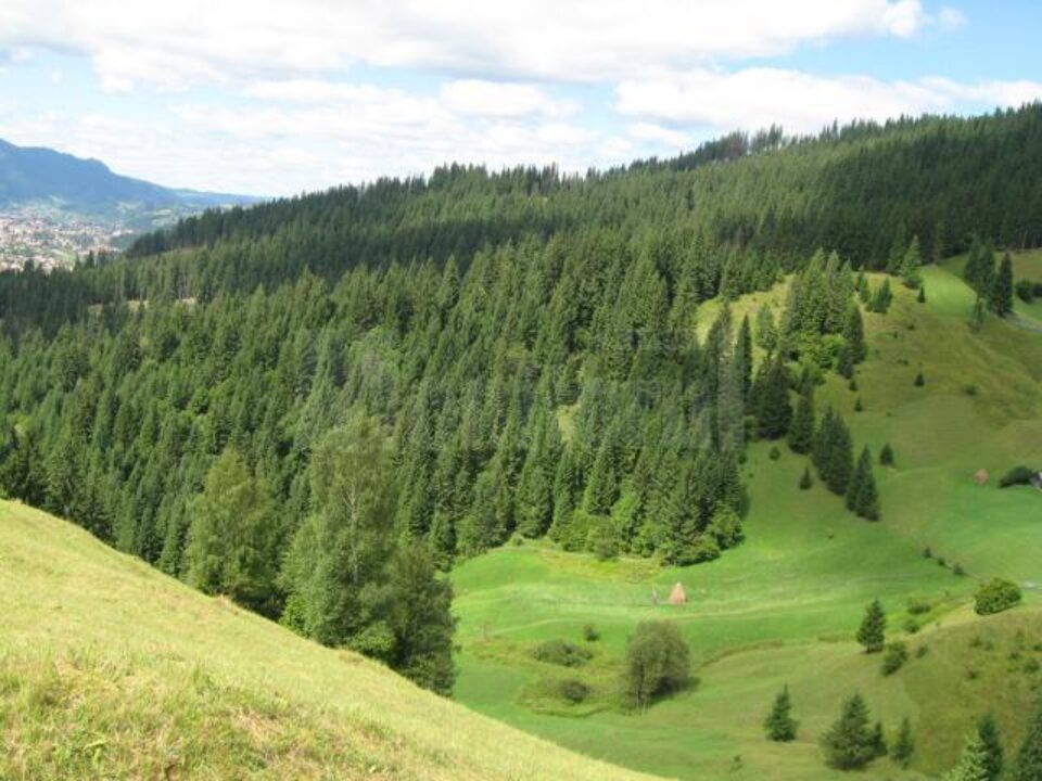 Statul român, prin Direcția Silvică Suceava, rămâne în continuare proprietar pe pădurile Bucovinei