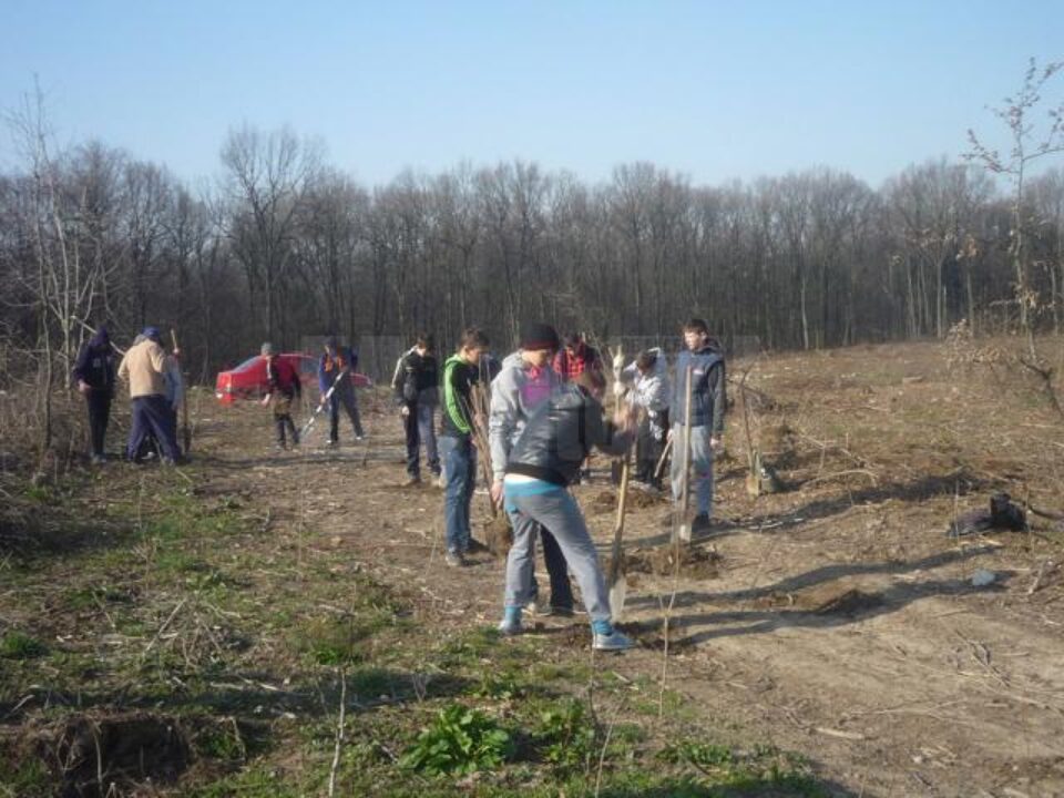 Peste o mie de puieți de rășinoase, plantați de elevii Școlii Nr. 6 Suceava, în pădurea Adâncata