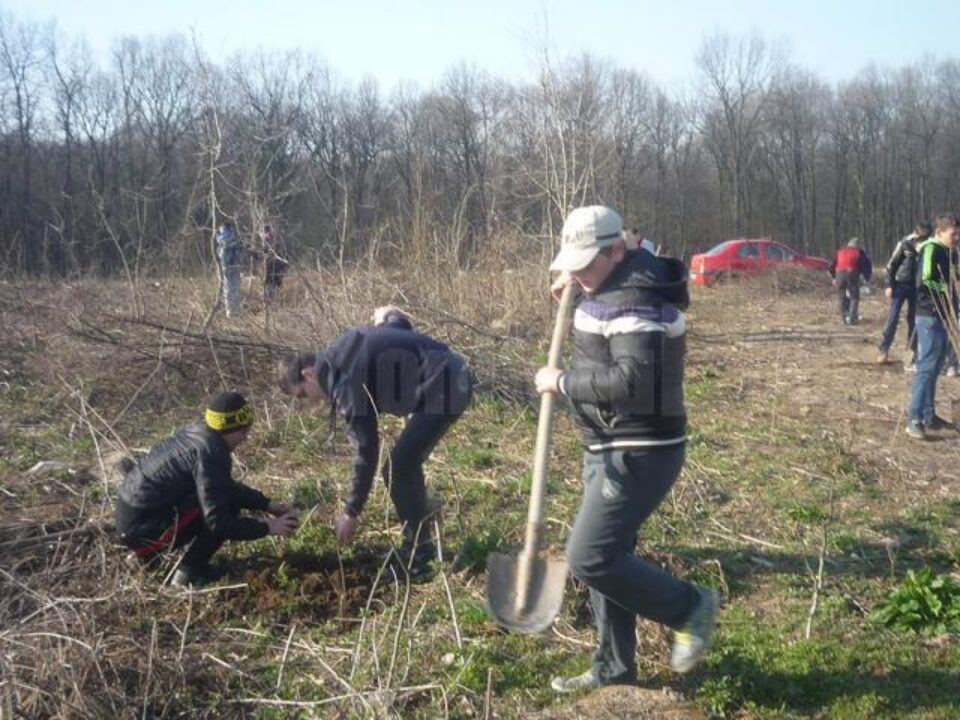 Peste o mie de puieți de rășinoase, plantați de elevii Școlii Nr. 6 Suceava, în pădurea Adâncata Peste o mie de puieți de rășinoase, plantați de elevii Școlii Nr. 6 Suceava, în pădurea Adâncata