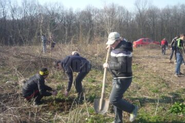 Peste o mie de puieți de rășinoase, plantați de elevii Școlii Nr. 6 Suceava, în pădurea Adâncata