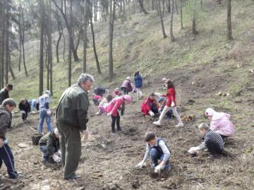 Elevii școlilor 8 și 9 din Suceava au plantat arbori pe un versant al zonei Zamca