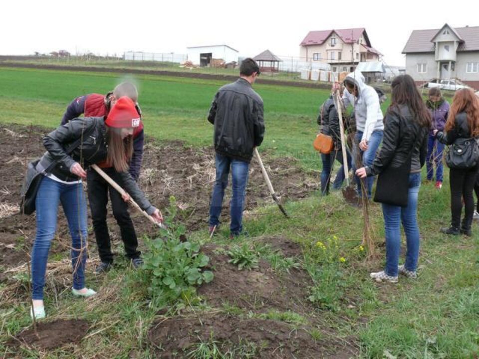 În Fălticeni vor fi plantați peste 6.500 de arbori