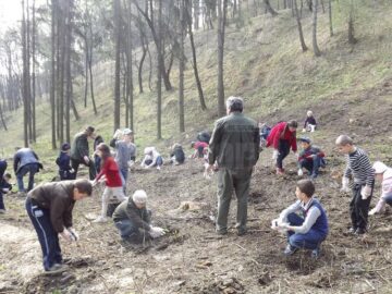 Elevii școlilor 8 și 9 din Suceava au plantat arbori pe un versant al zonei Zamca