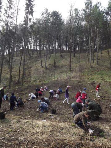 Elevii școlilor 8 și 9 din Suceava au plantat arbori pe un versant al zonei Zamca