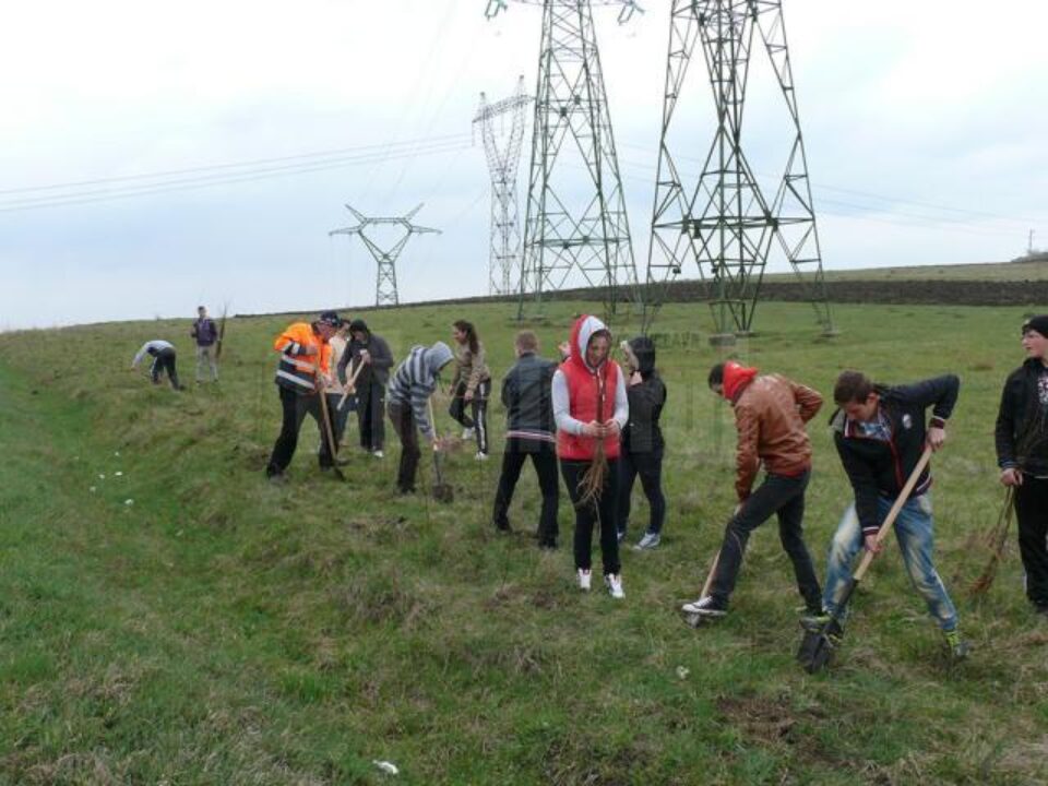 În Fălticeni vor fi plantați peste 6.500 de arbori