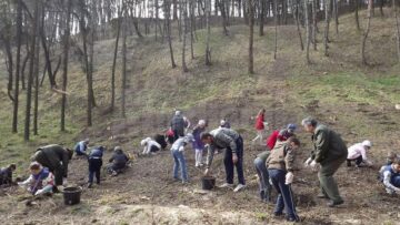 Elevii școlilor 8 și 9 din Suceava au plantat arbori pe un versant al zonei Zamca
