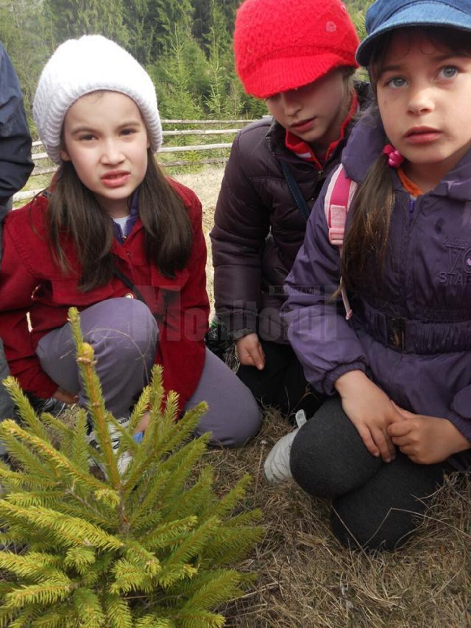 Elevii Școlii Gimnaziale „Ștefan cel Mare” Putna au participat la plantarea a 600 de puieți de molid